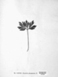 Tranzschelia anemones image